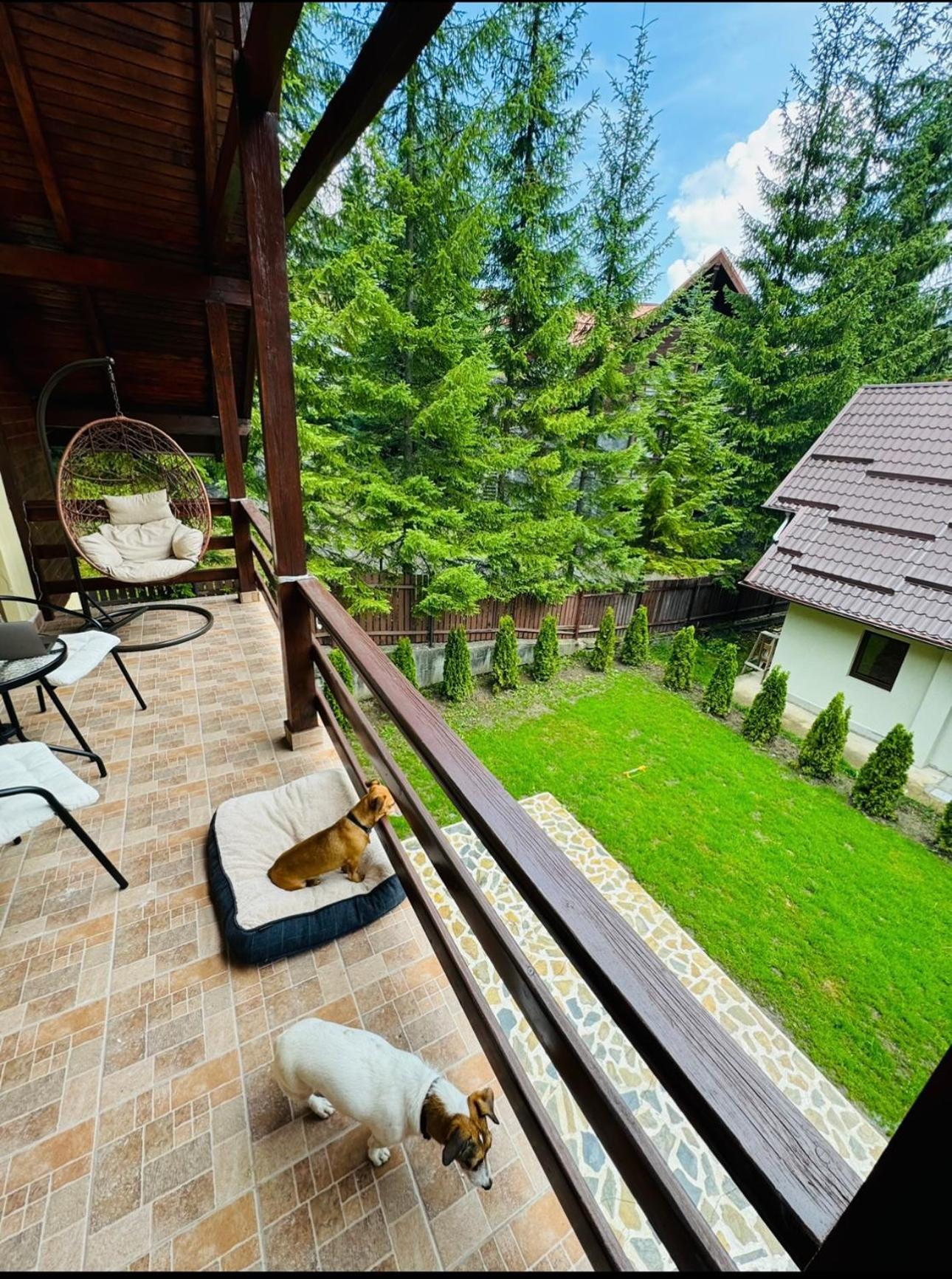 Ollie'S Mountain Chalet Buşteni Esterno foto